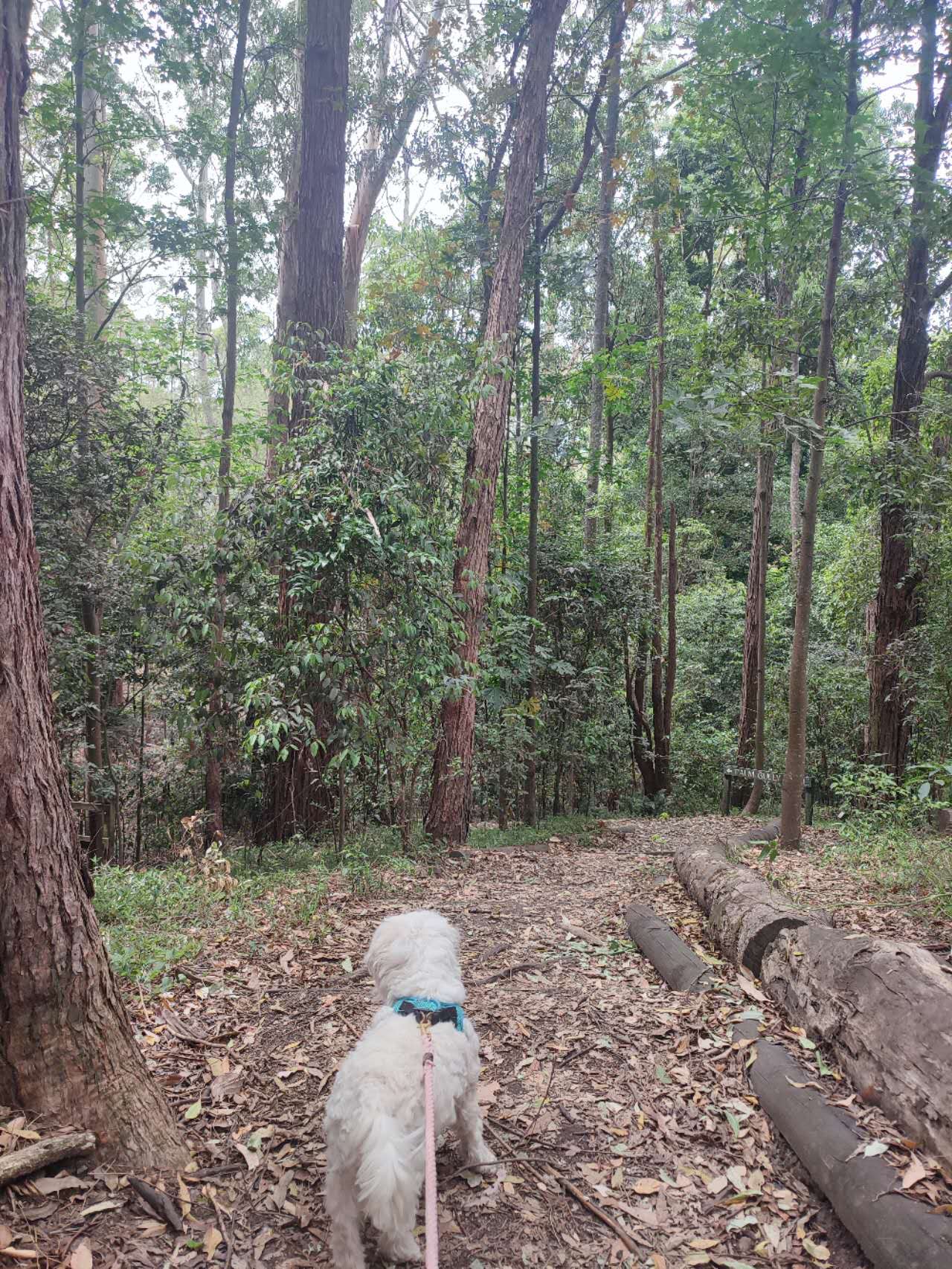 Echo Point Lookout (Three Sisters)