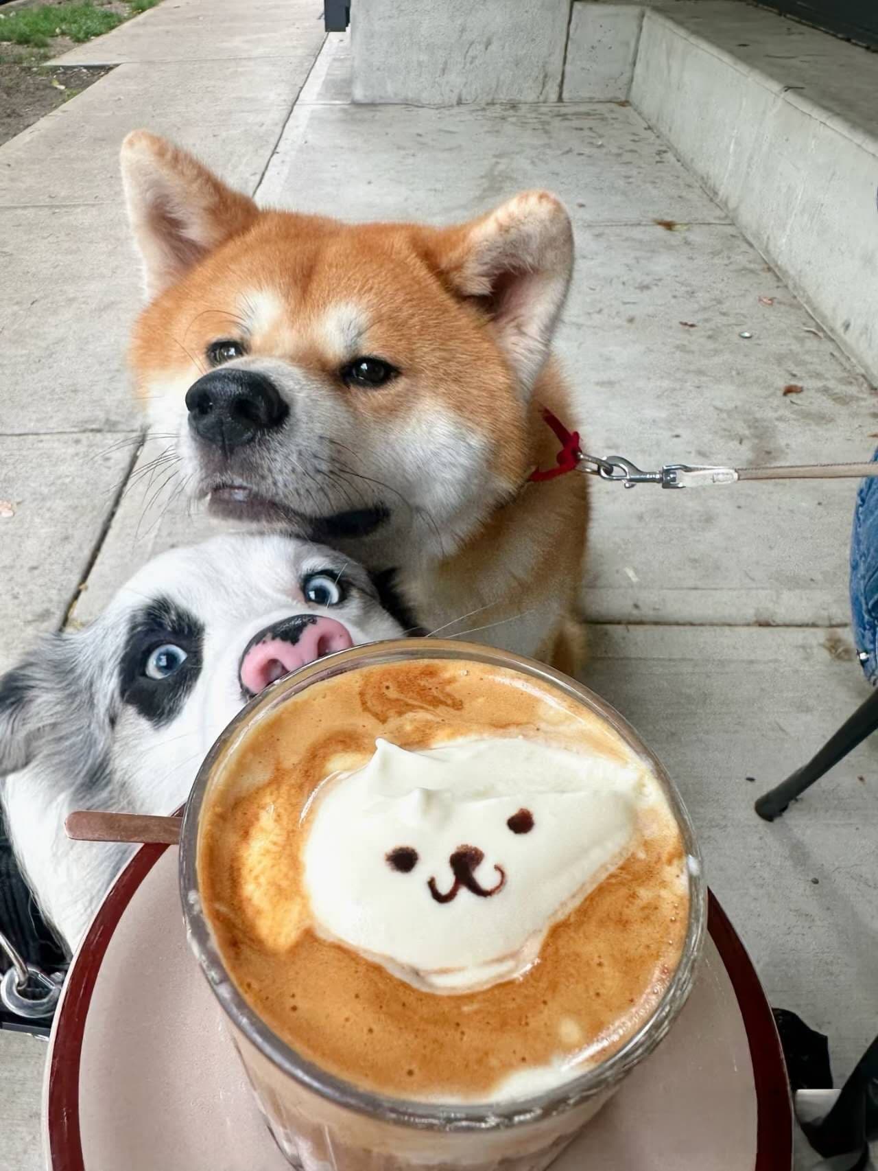 Puppy Tail Cafe