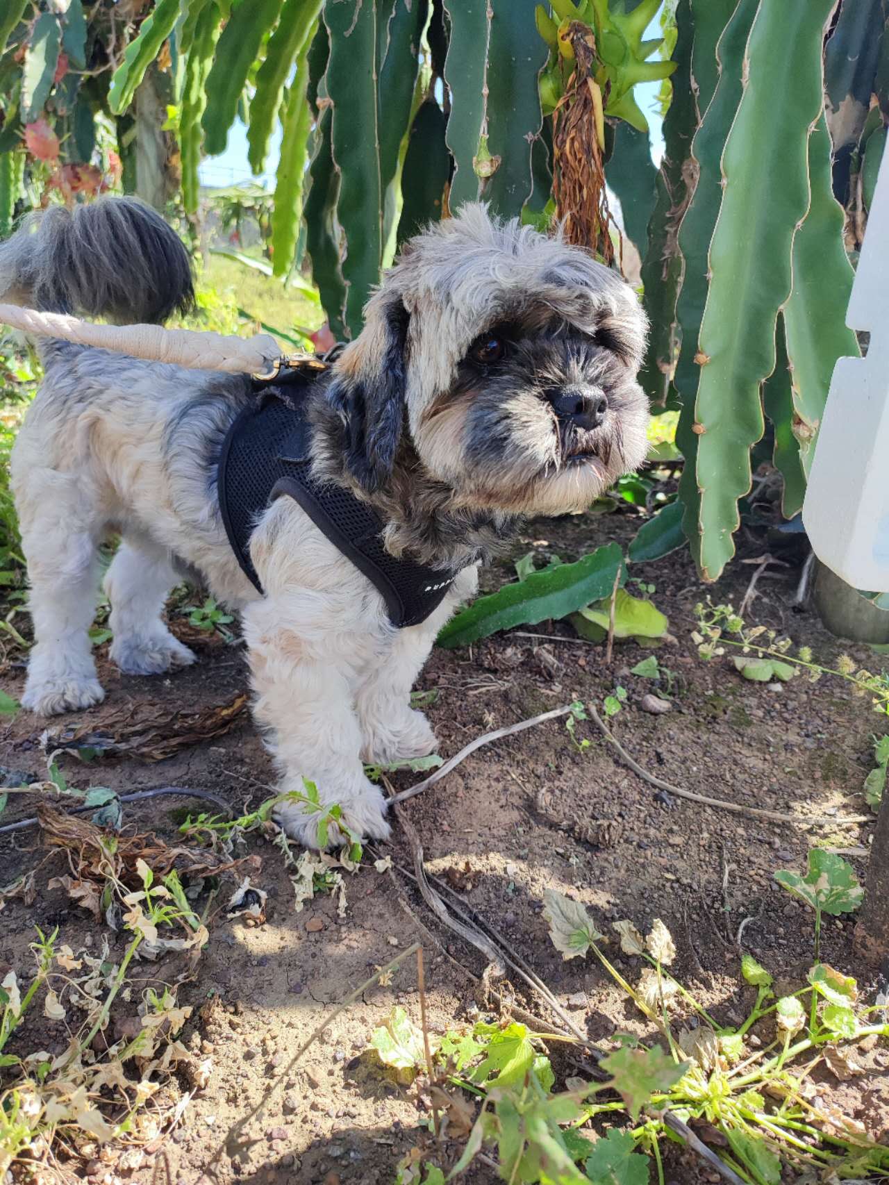 South Mona Vale Headland(Robert Dunn Reserve)