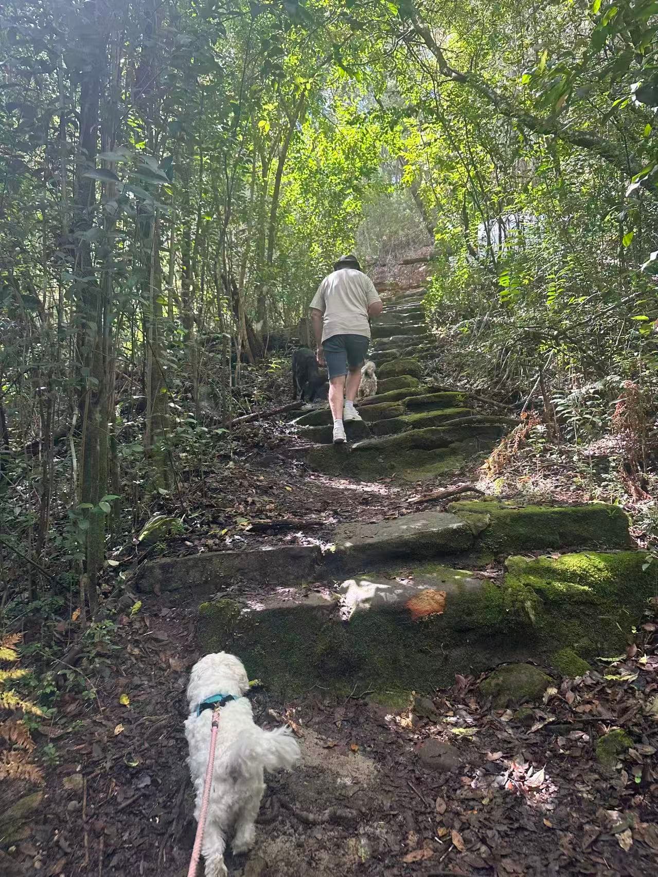 Top 10 Dog-Friendly Walks in Sydney