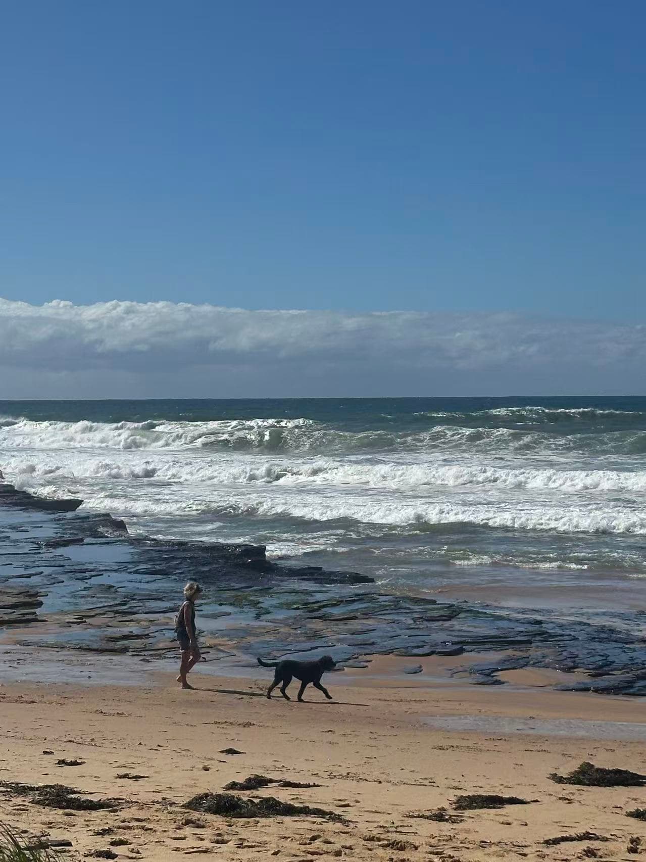 5 Most Healing Dog‑Friendly Walks in Sydney