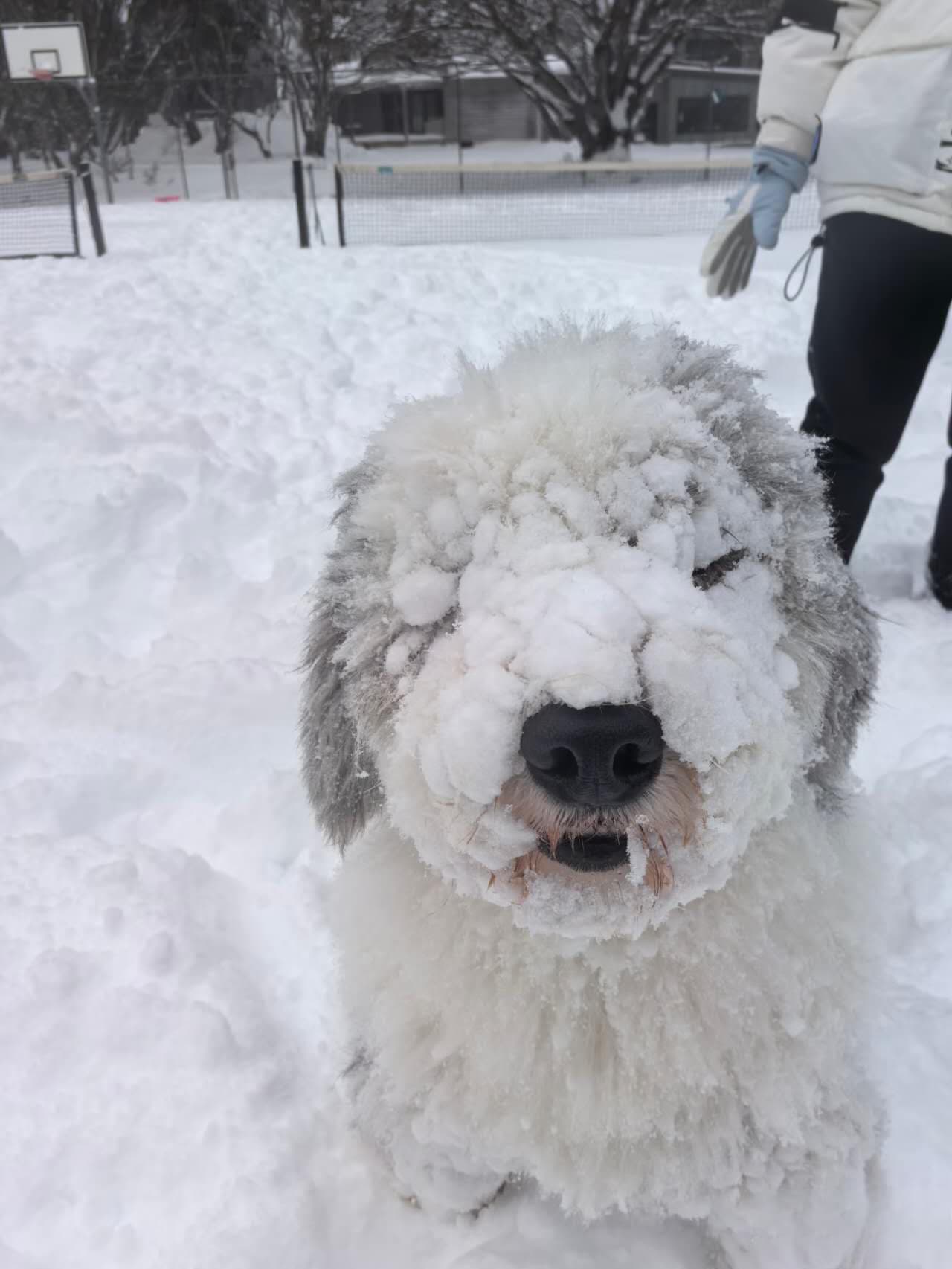 Dinner Plain: Victoria’s Only Dog-Friendly Alpine Snow Escape