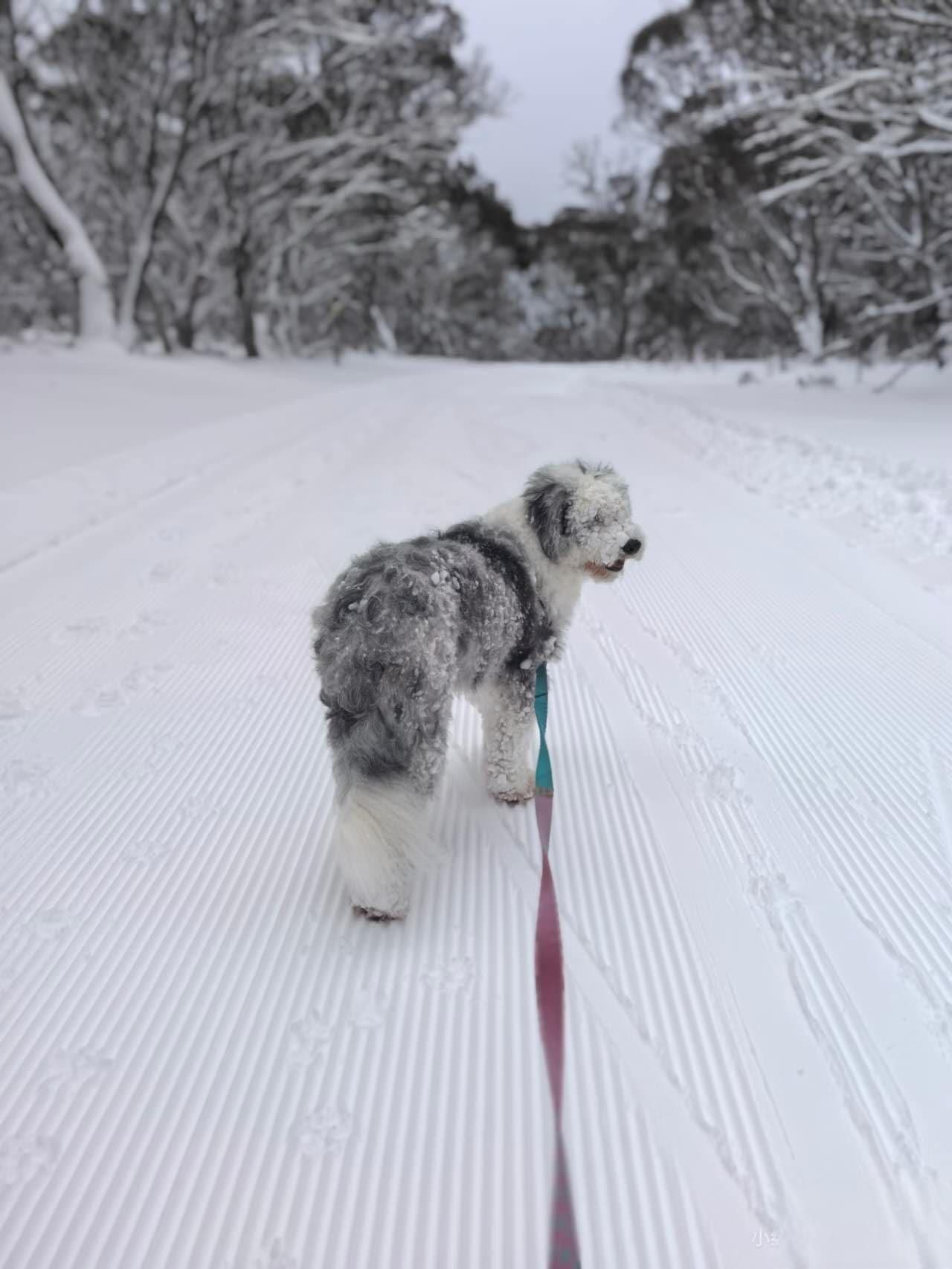 Dinner Plain: Victoria’s Only Dog-Friendly Alpine Snow Escape