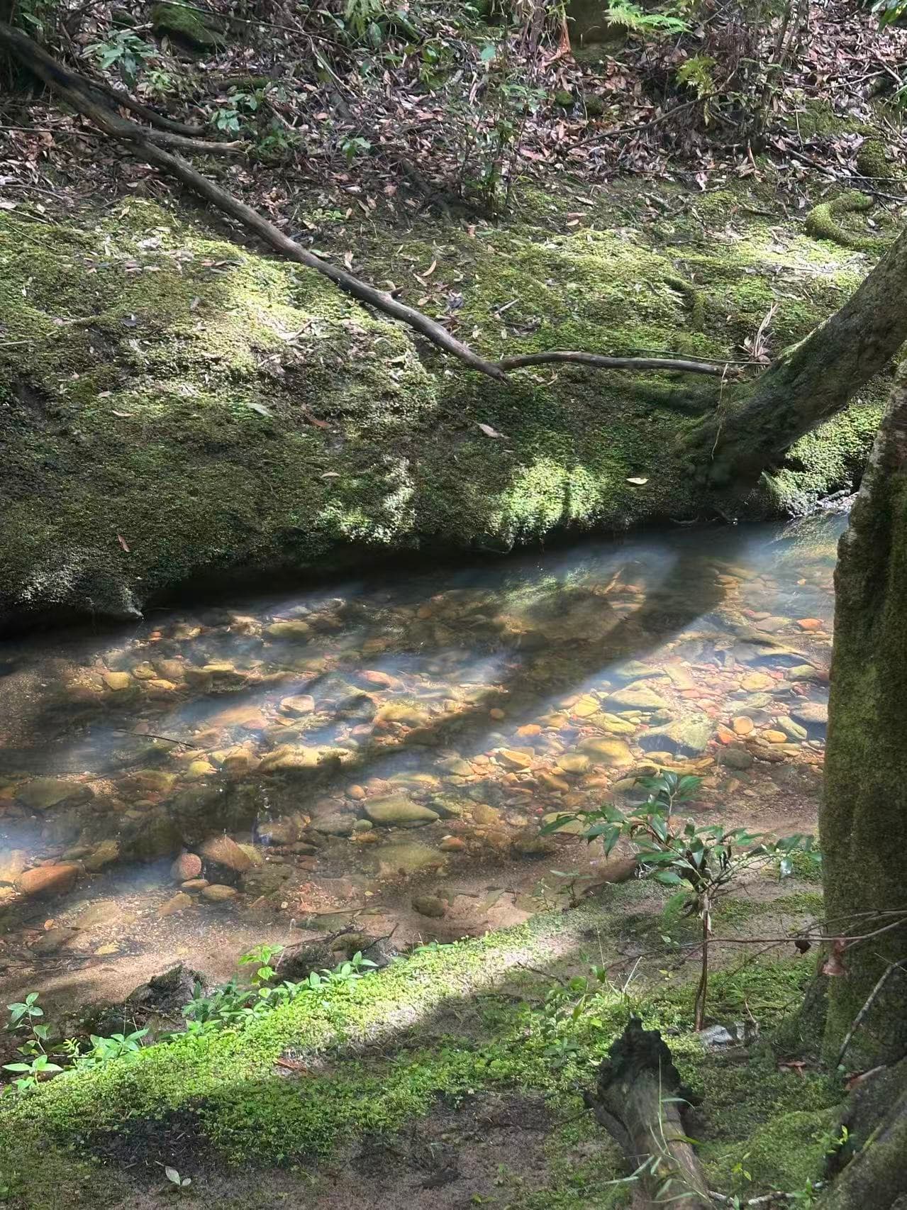 Two Creeks Track: A Sydney Bushland Secret for Leashed Pup Adventures