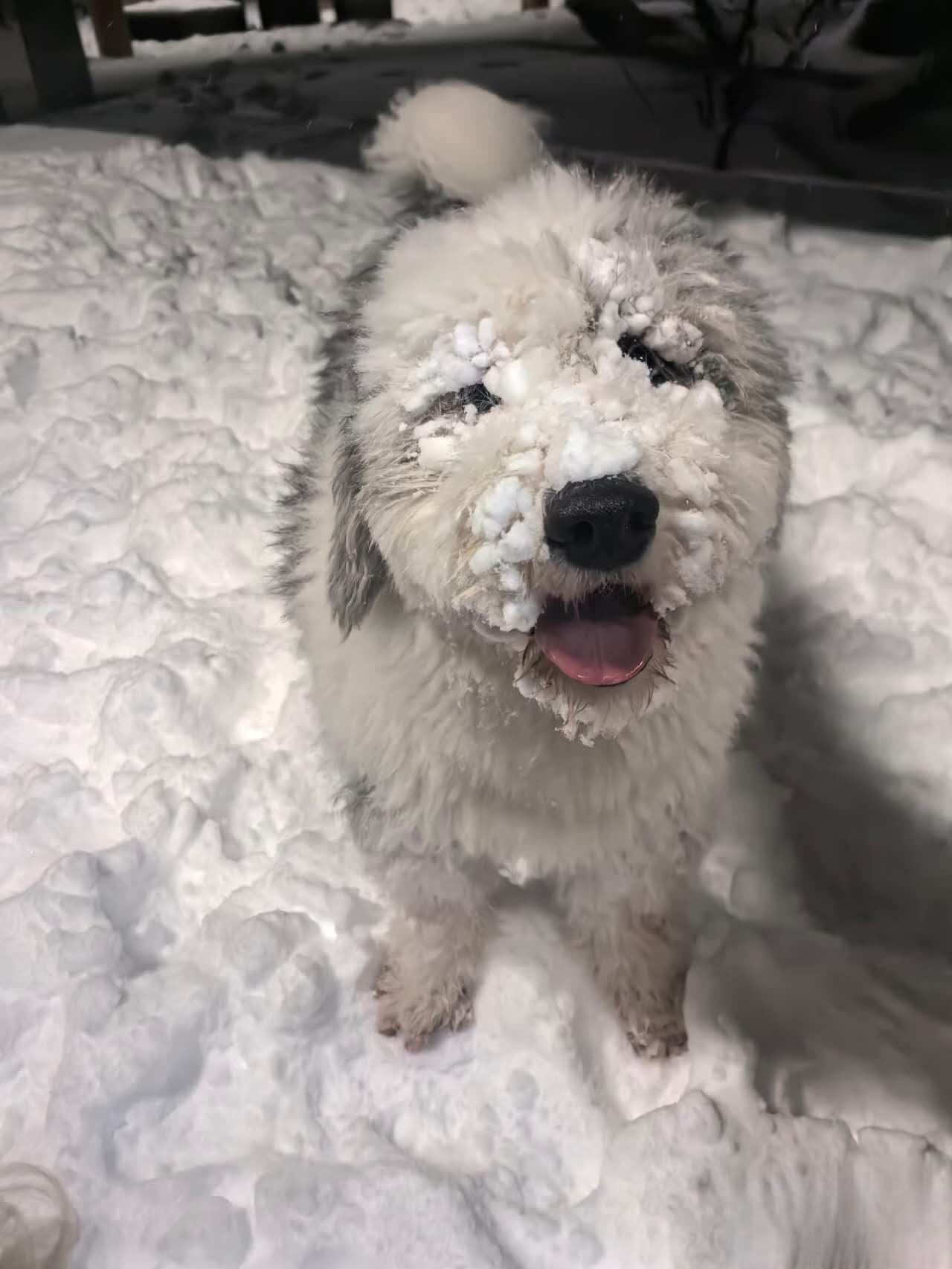 Dinner Plain: Victoria’s Only Dog-Friendly Alpine Snow Escape