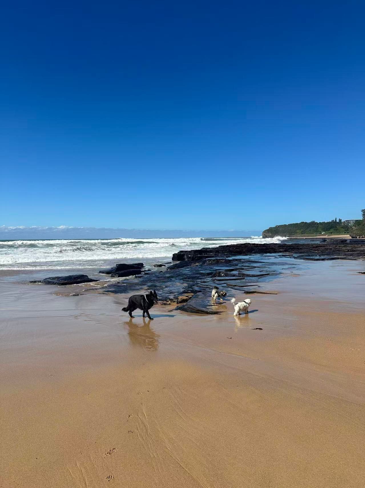 Sharky Beach: A Perfect Day Trip from Sydney with Your Pup – Beaches, Bridges & Small-Town Eats